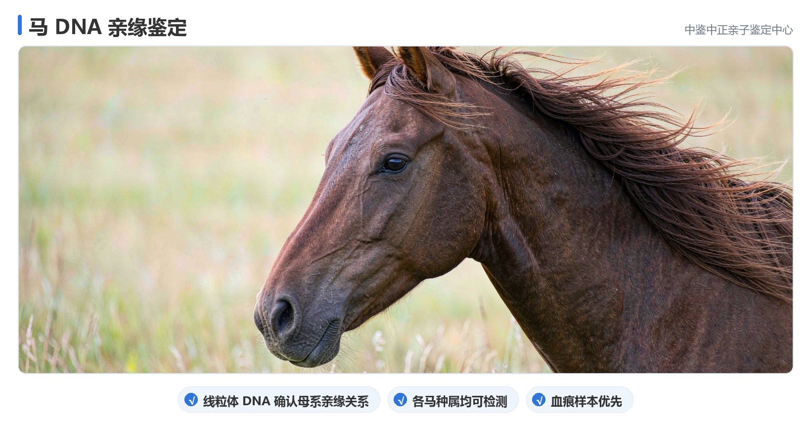 马做动物鉴定 马做动物鉴定